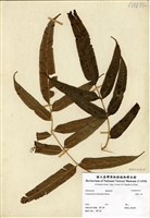 藏品(華鳳了蕨)的圖片